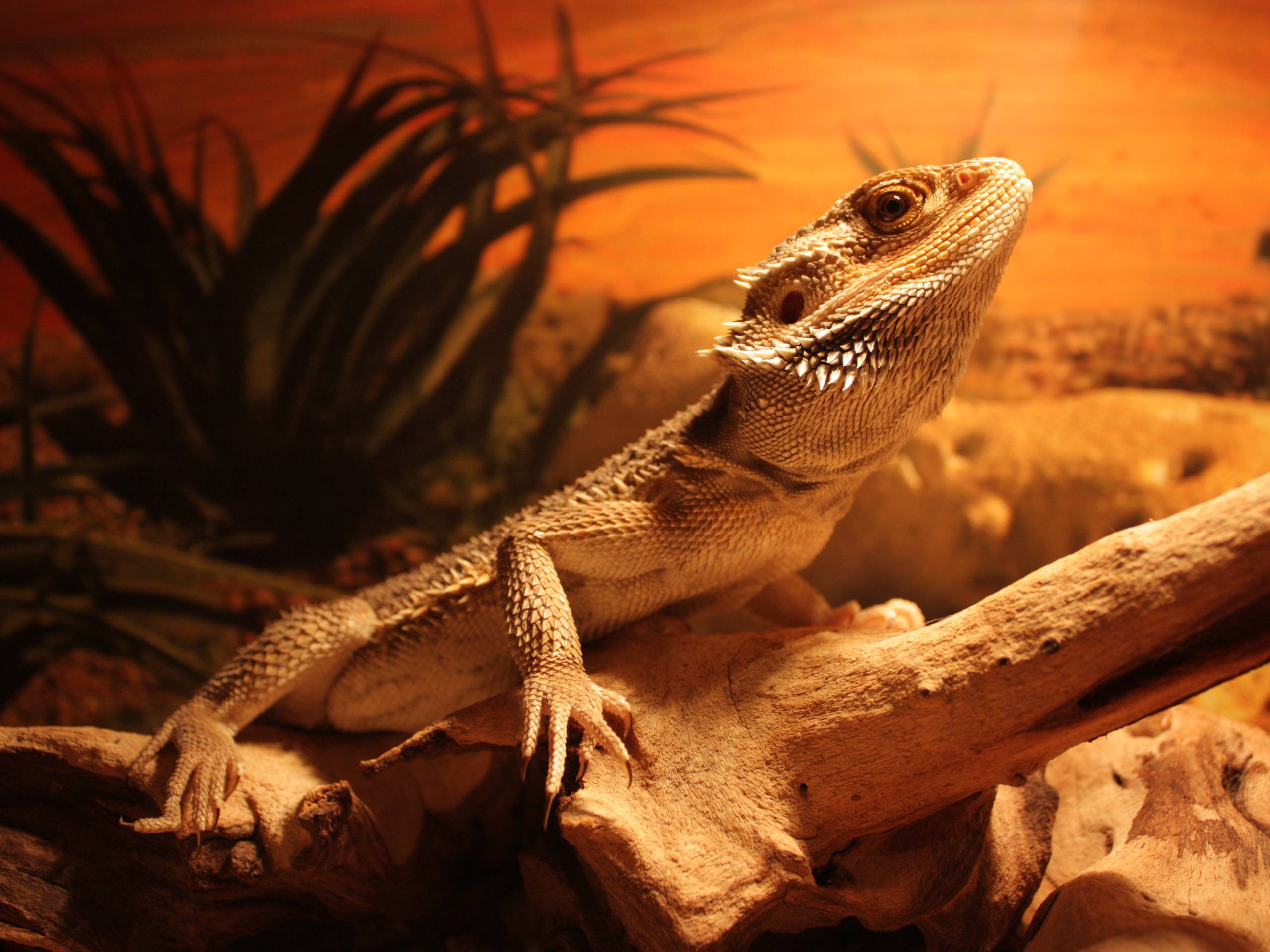 Beautiful Lizard On The Rock Wallpaper HD