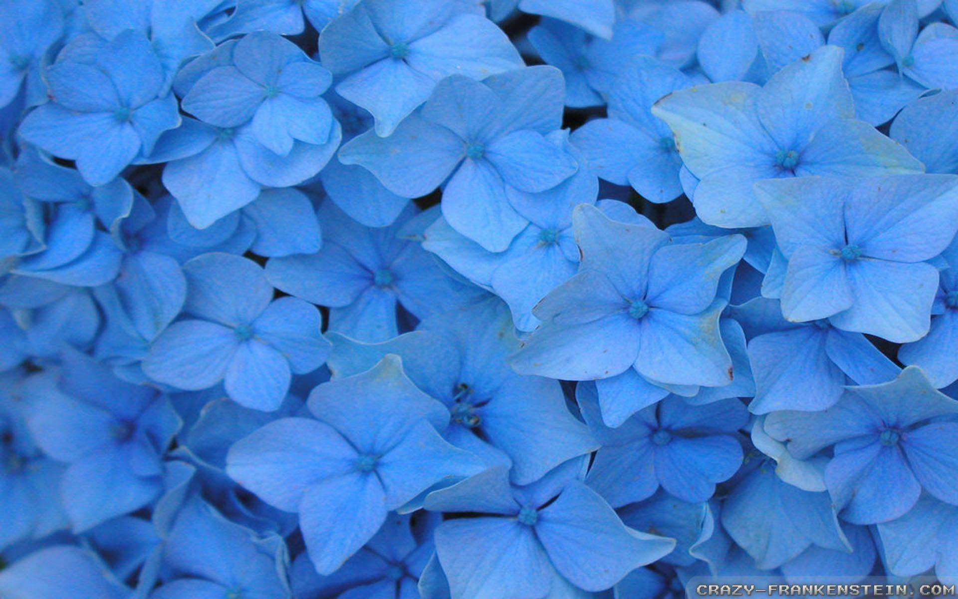 Blue Flower Wallpapers - Wallpaper Cave