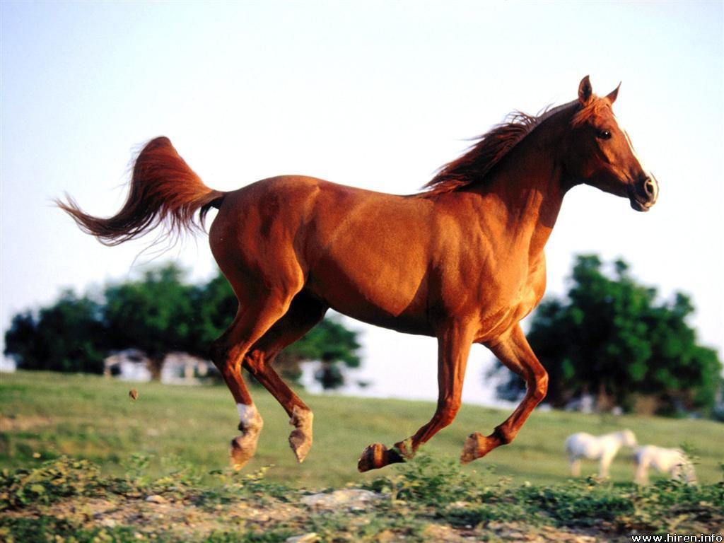 Free wallpaper Arabian horse