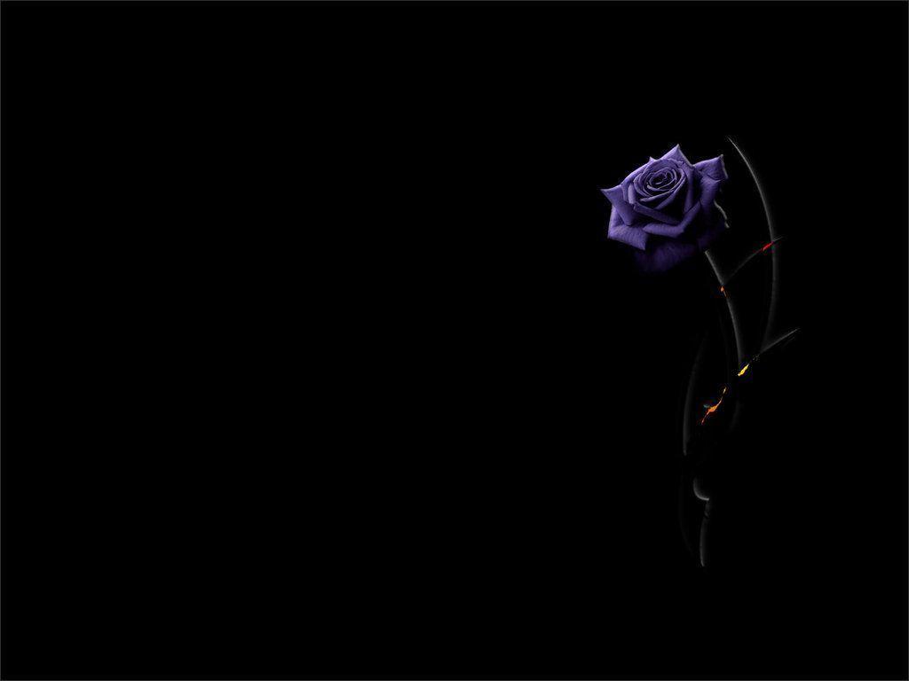 Wallpaper For > Purple Rose Background