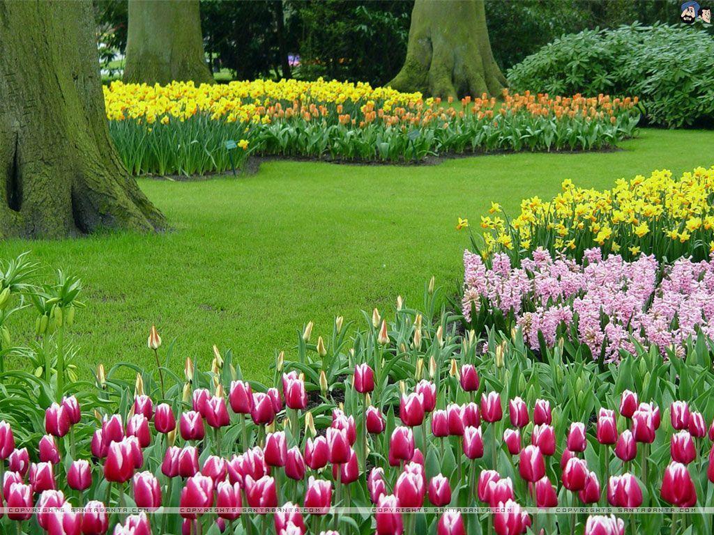 Flowers For > Tulips Wallpaper
