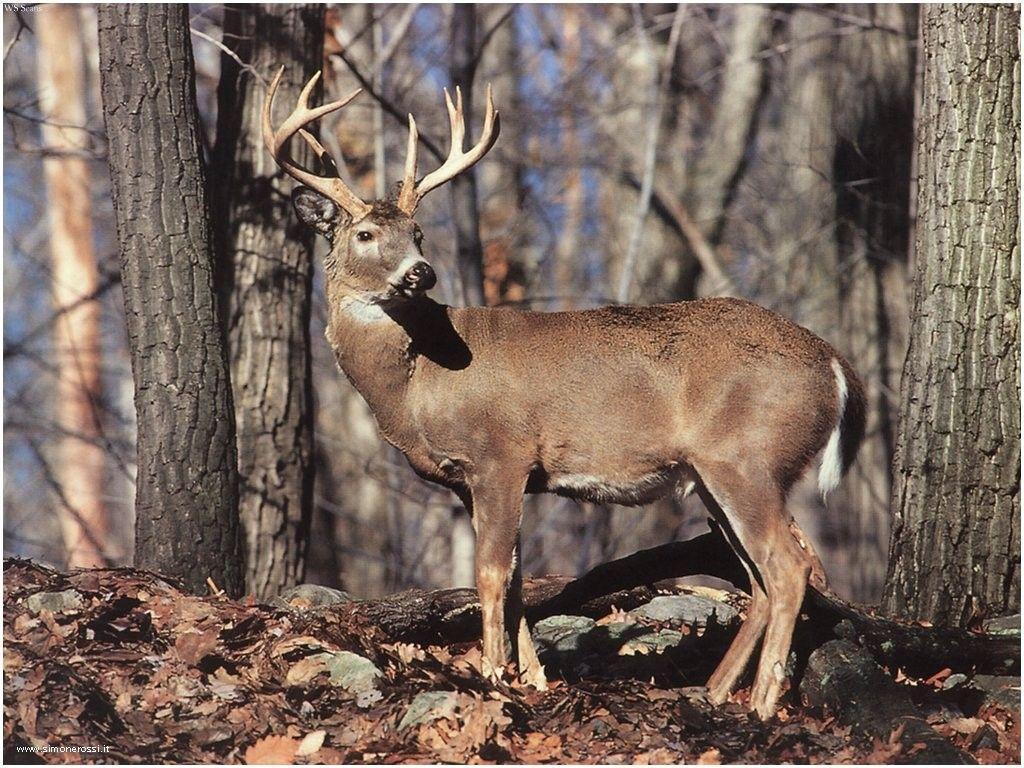 image For > Whitetail Deer Wallpaper