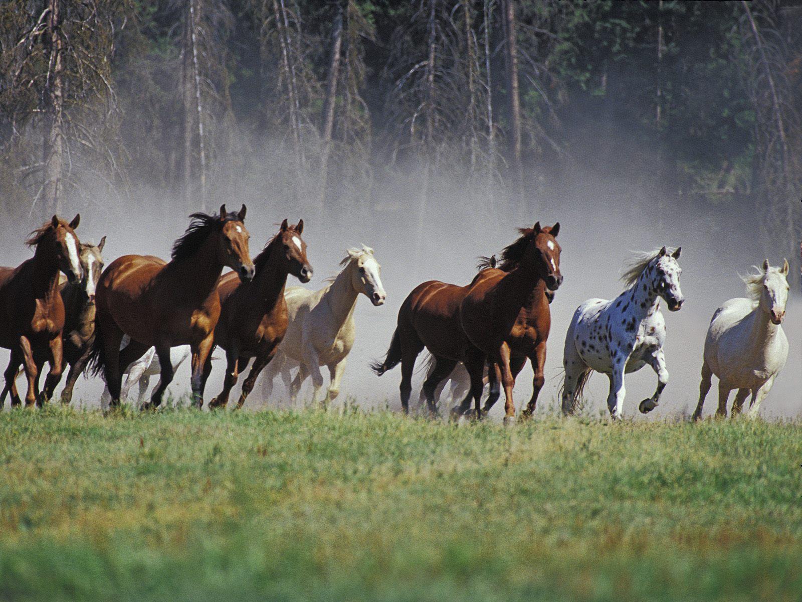 Wild horses free desktop background wallpaper image