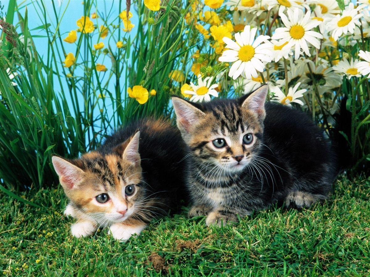 Two Cats Cute Little Kitty Cat Living Wallpaper