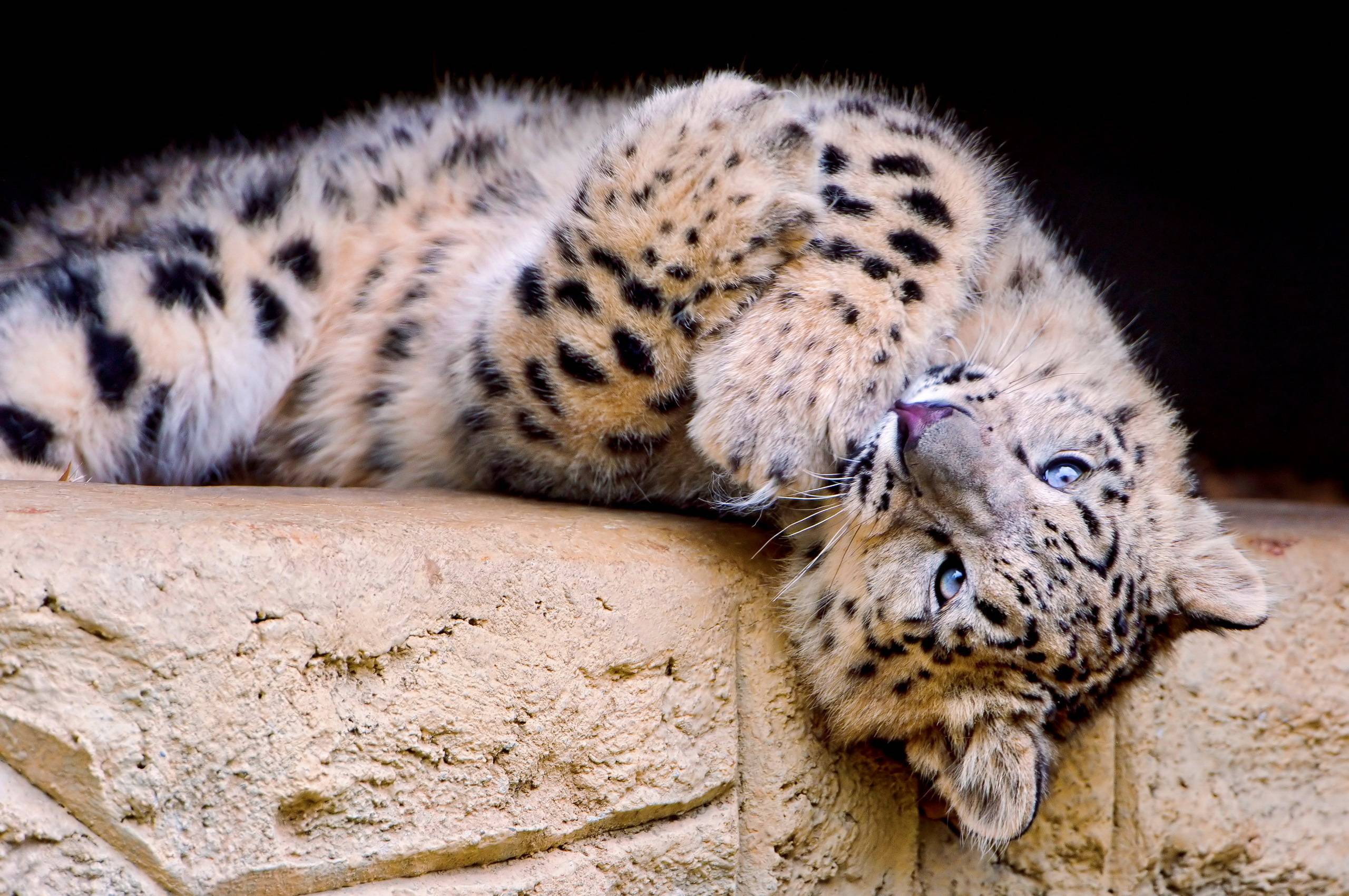 Leopard Big Cats Wallpaper