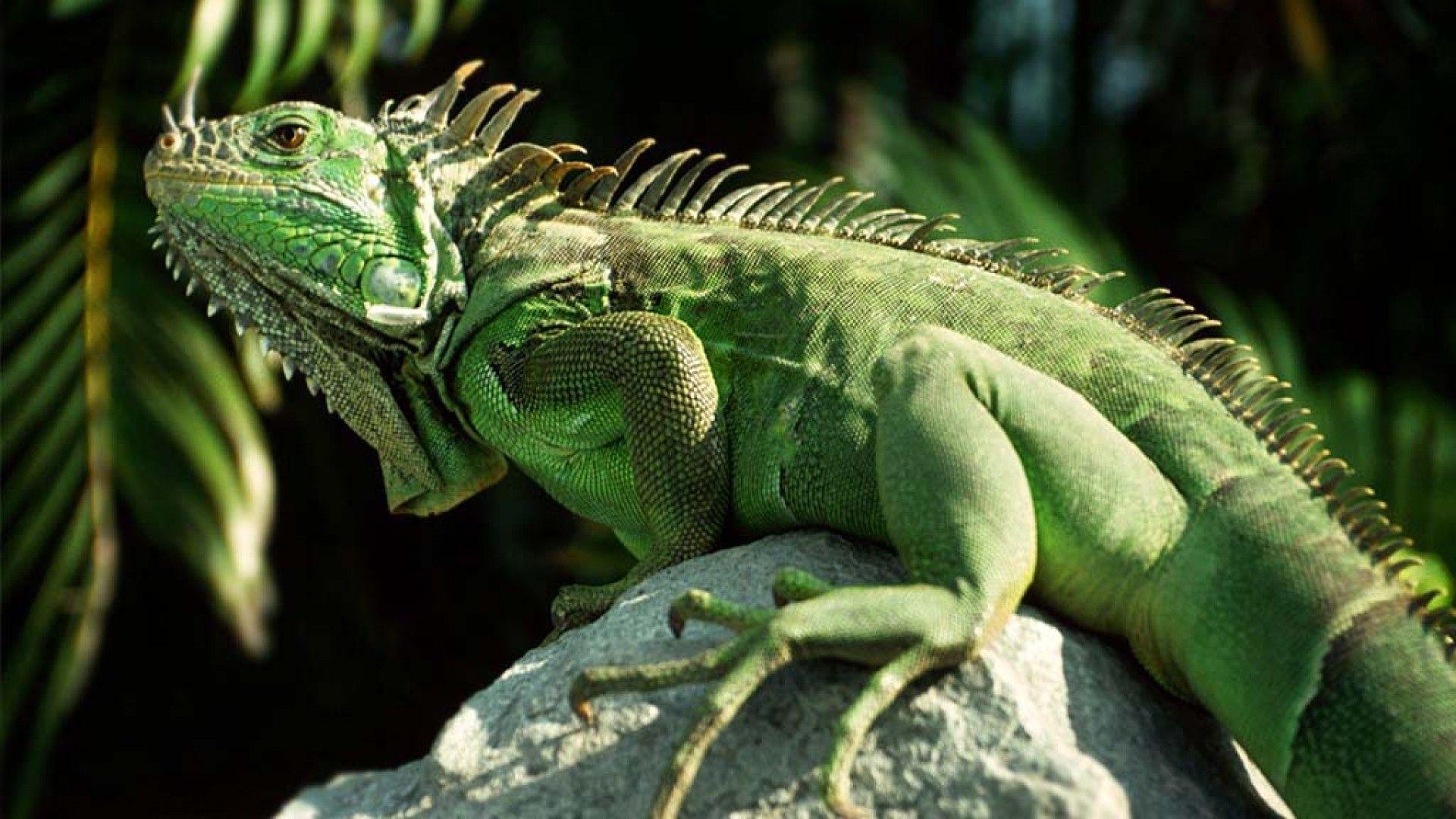 iguana desktop wallpaper