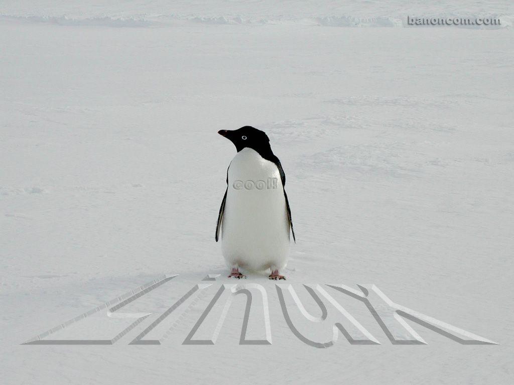 Free Linux Penguin Wallpaper
