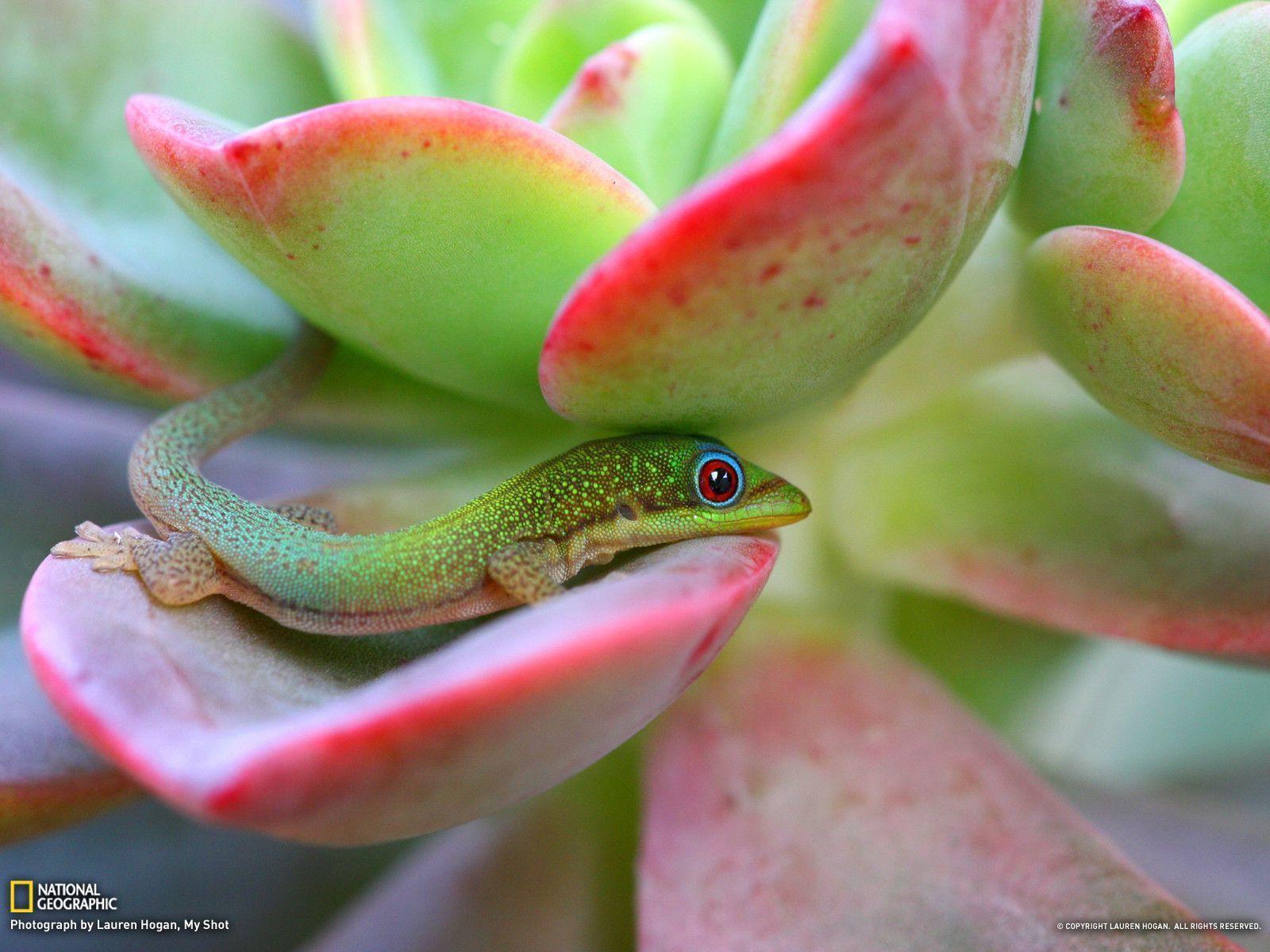 Gecko Picture - Maui Wallpaper - National Geographic Photo