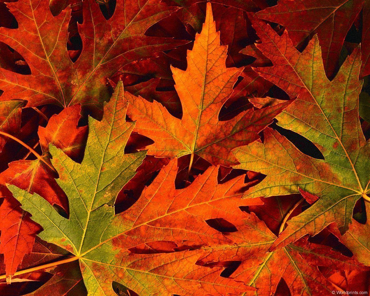 fall leaves Photography Desktop Wallpaper