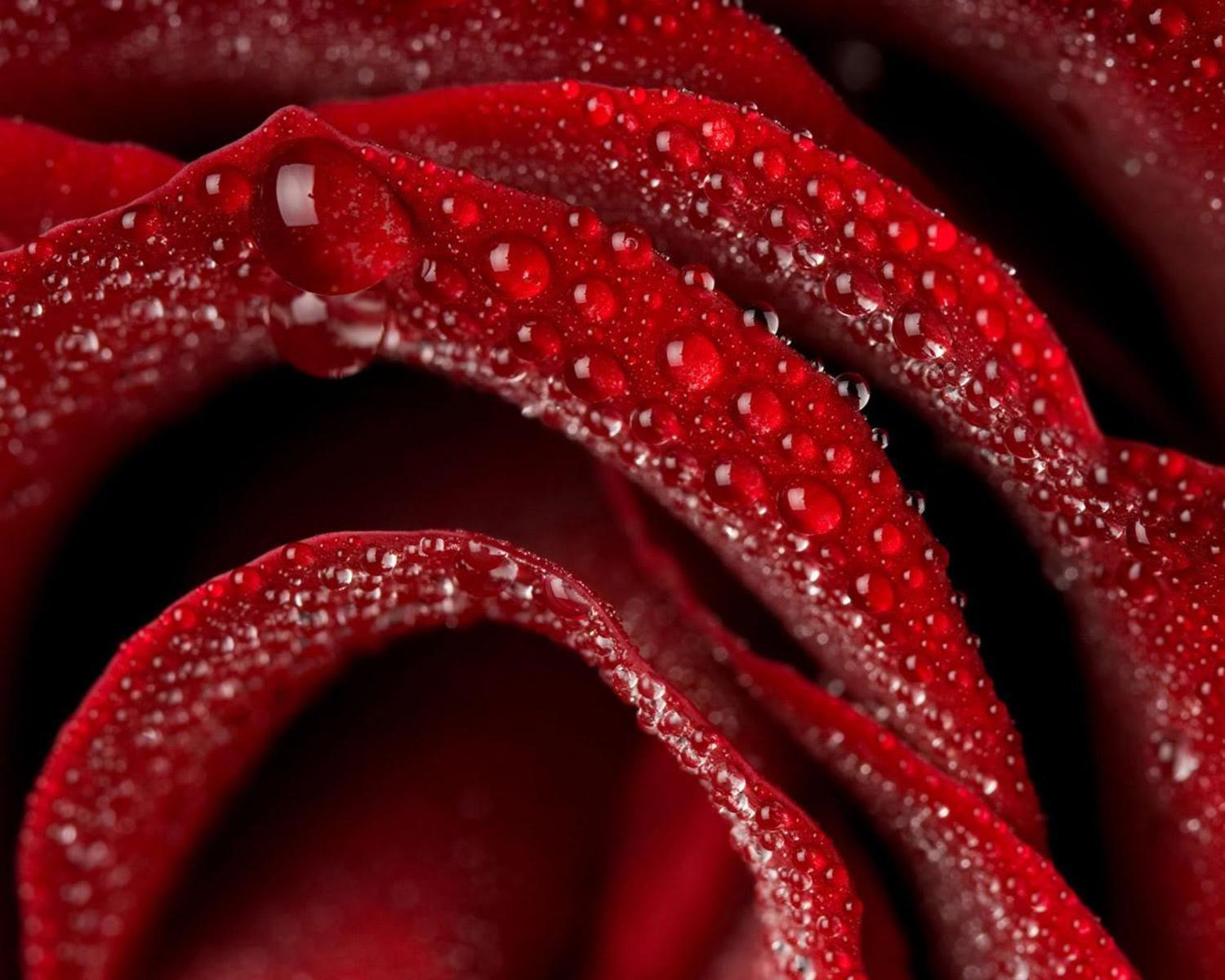 Dews on red rose flower free desktop background wallpaper image