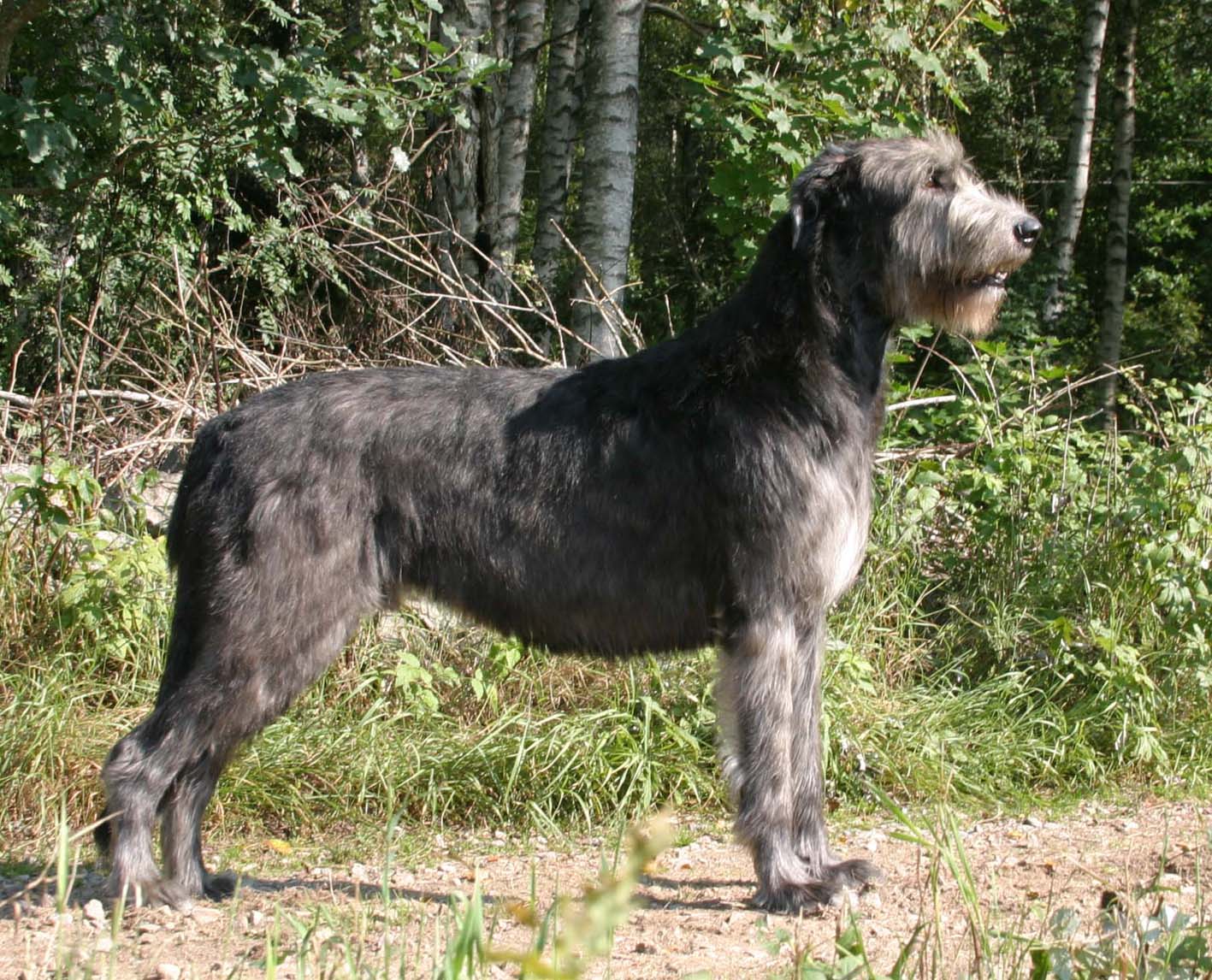Irish Wolfhound dog in the forest photo and wallpaper. Beautiful