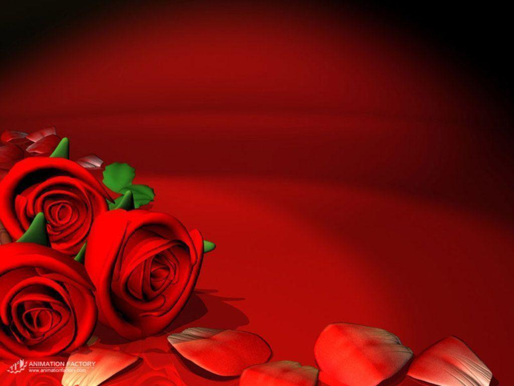 Red Rose Flower Backgrounds Wallpaper Cave