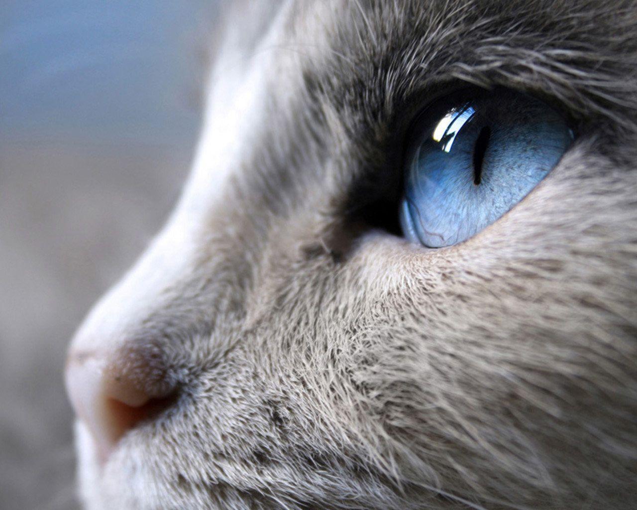 Siamese with bonny eyes photo and wallpaper. Beautiful Siamese