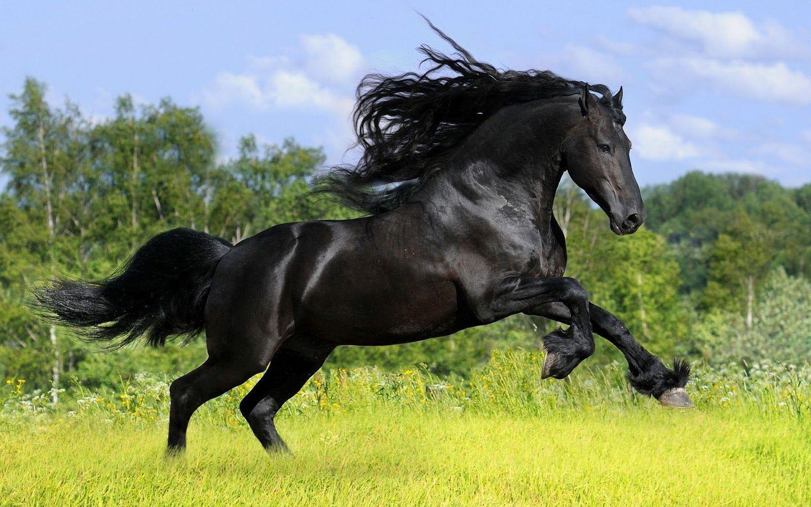 Wallpaper For > Beautiful Black Horses Running Wallpaper