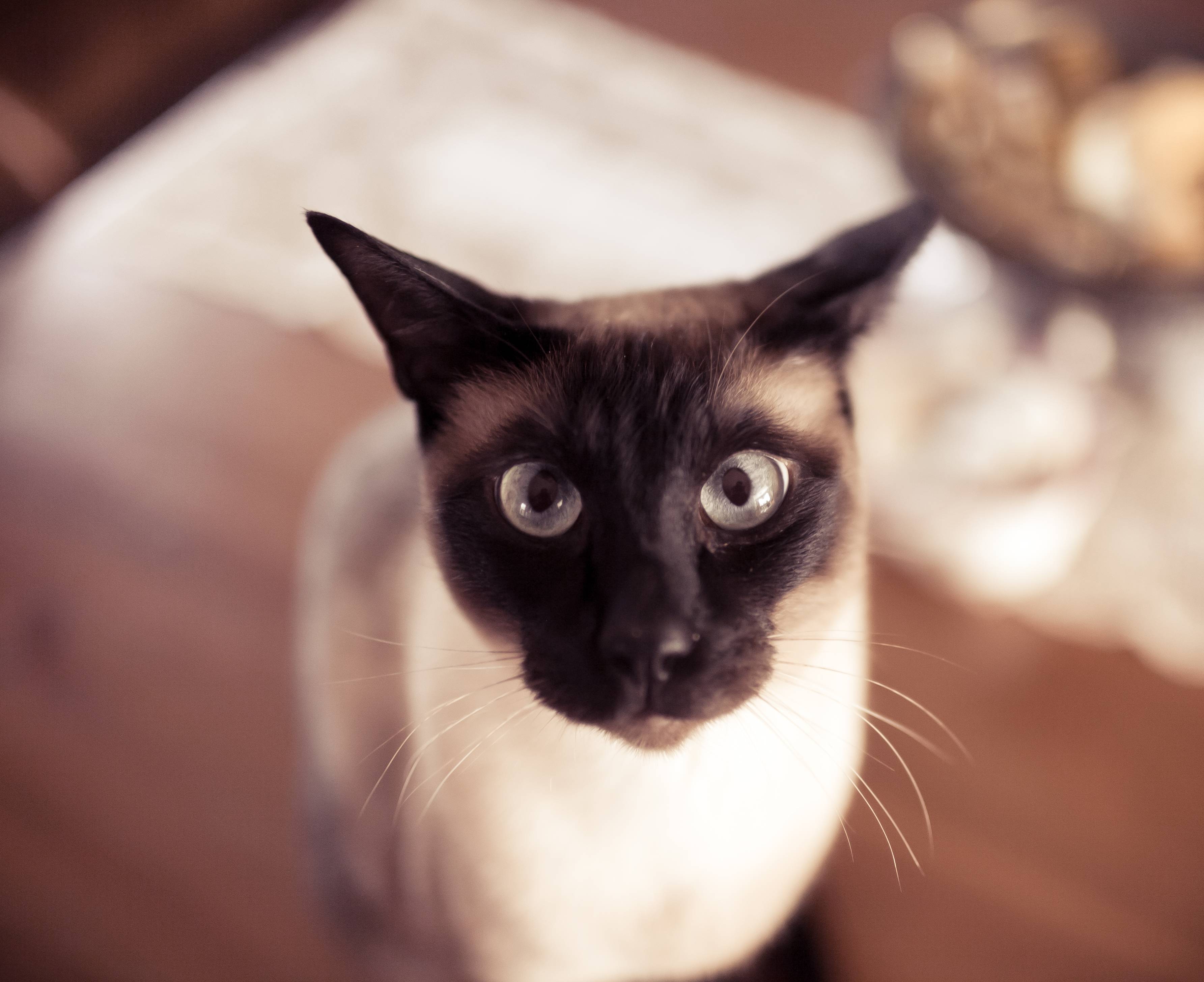 Funny Siamese cat wallpaper and image, picture, photo