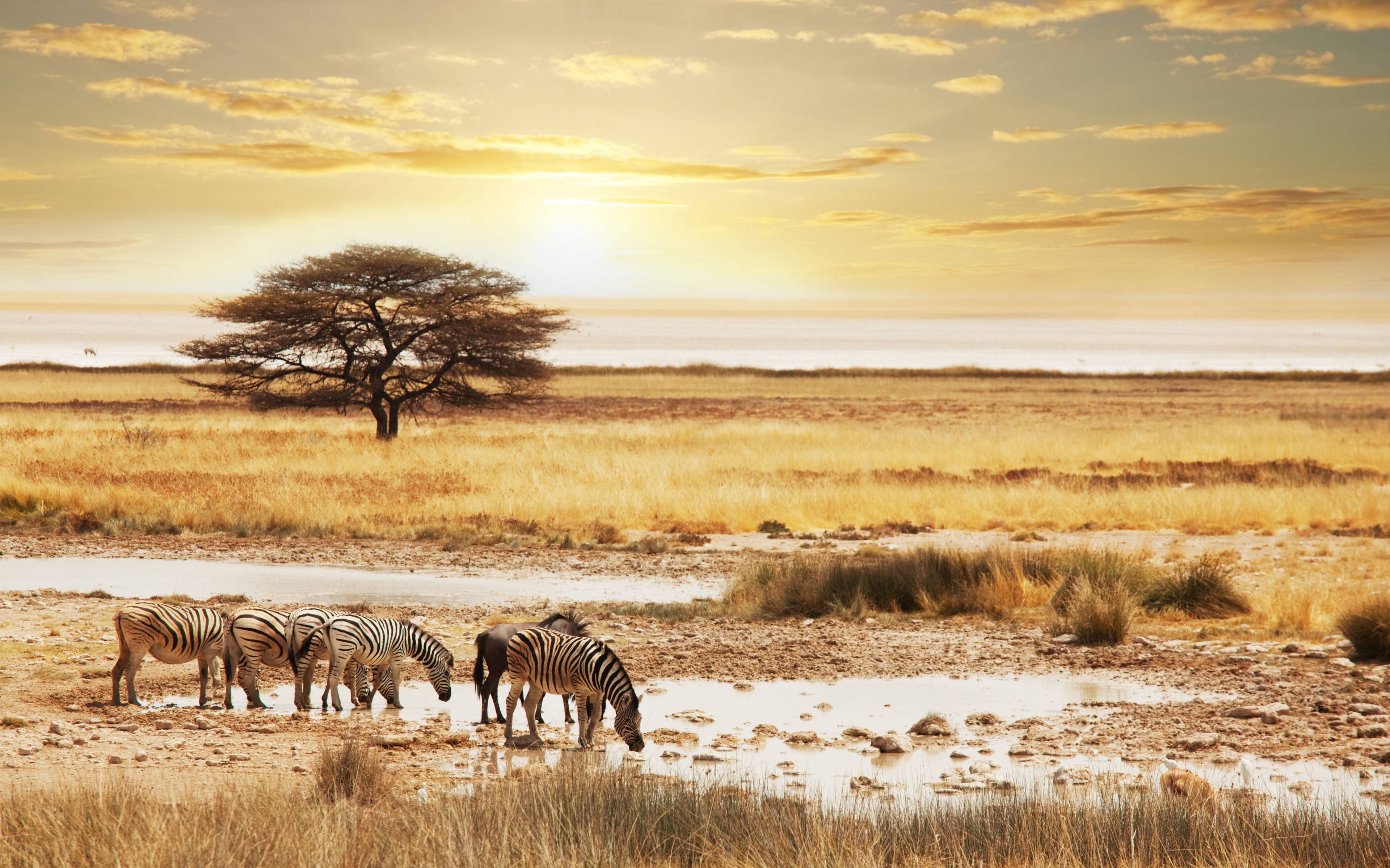 Namibia Safari Wallpaper