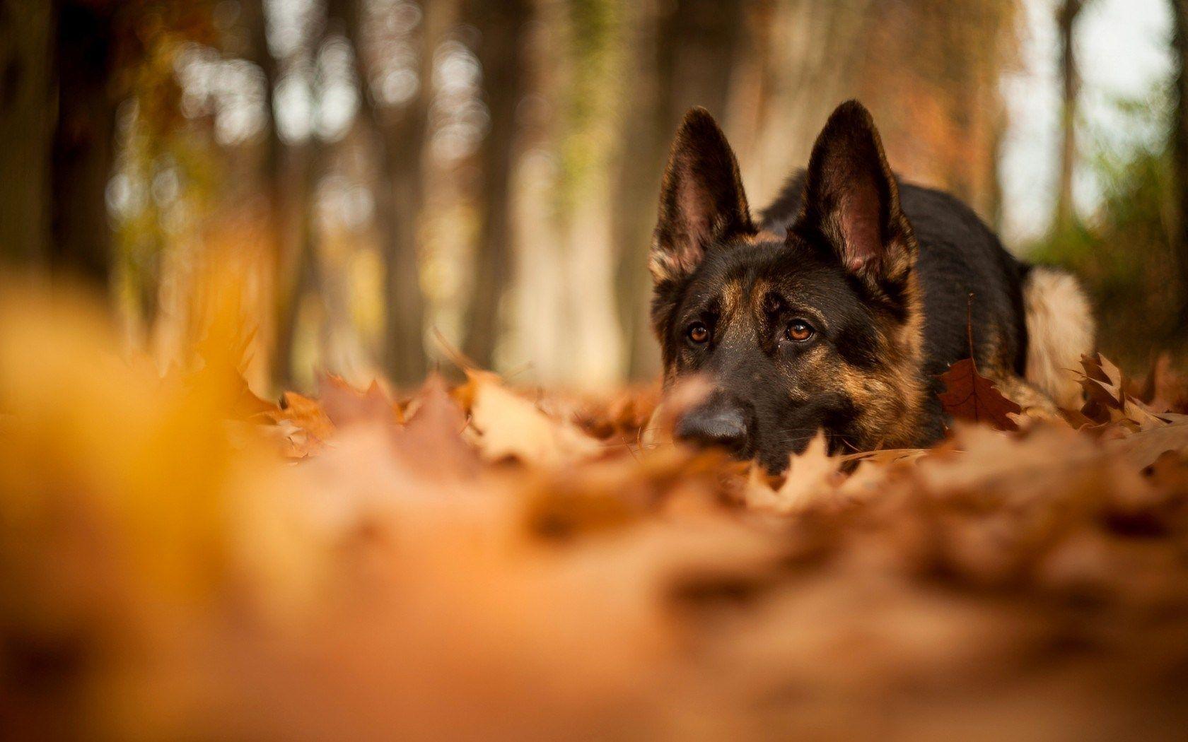 German Shepherd Forest Fall Dry Leaves Waiting HD Wallpaper