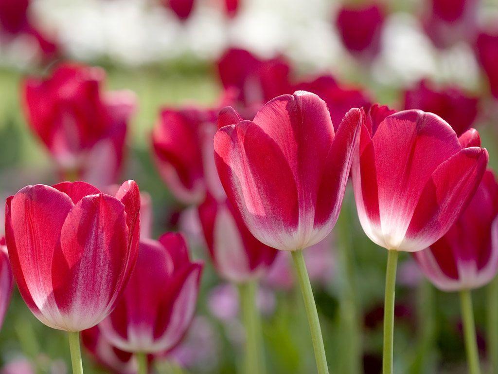 Free Wallpaper: Red Tulips in Spring Wallpaper