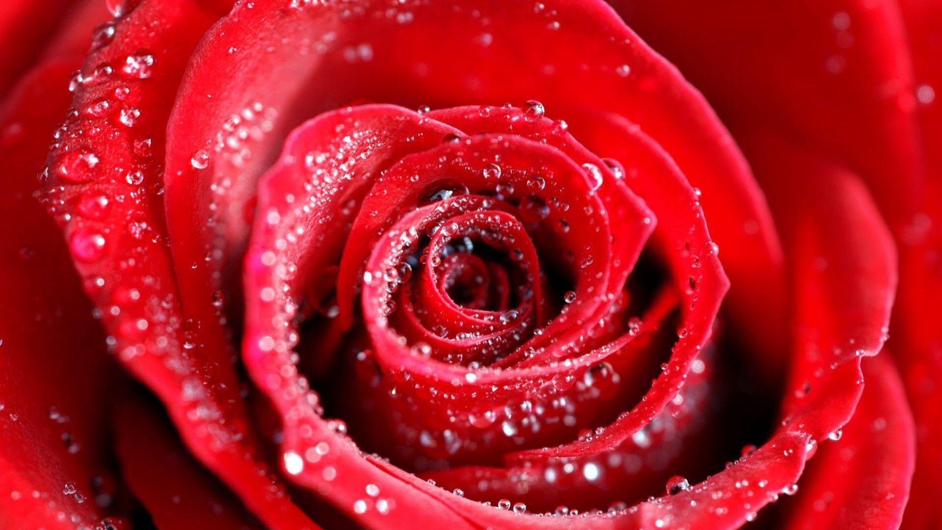 Water Drops Red Rose Desktop
