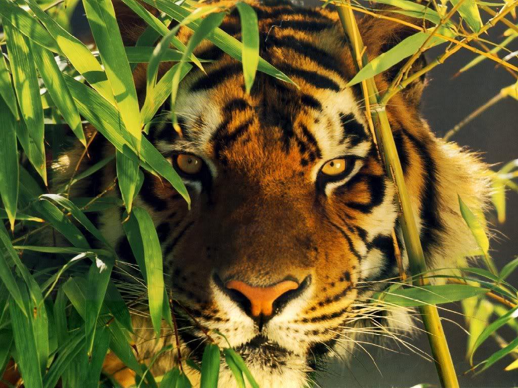 tiger wallpaper / Wallpaper Abstract 13151 high quality