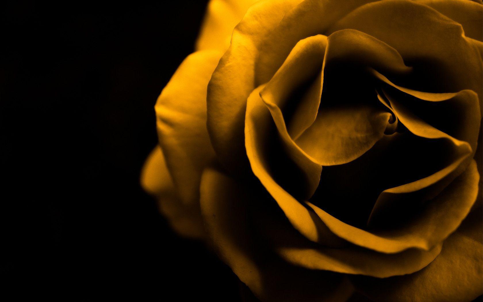 Yellow Rose Backgrounds - Wallpaper Cave