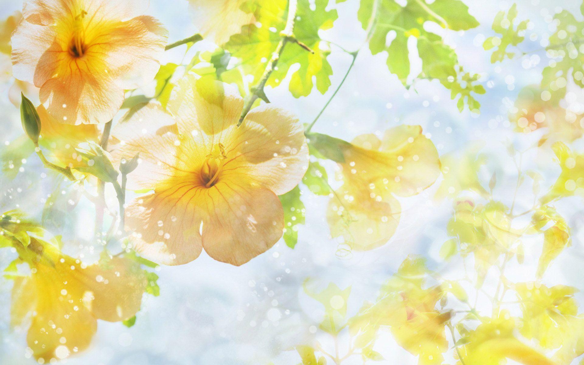 Desktop high resolution flower image