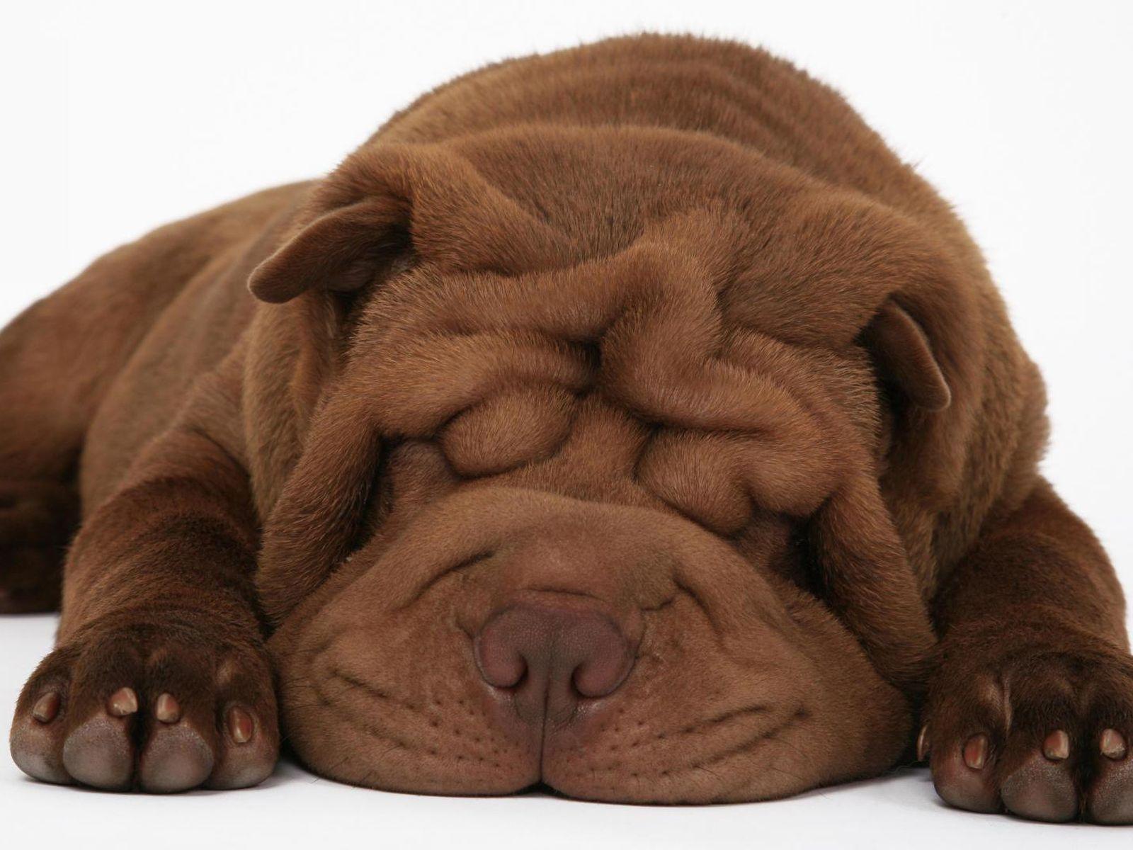 Big Ugly And Sleepy Dog (id: 69797)