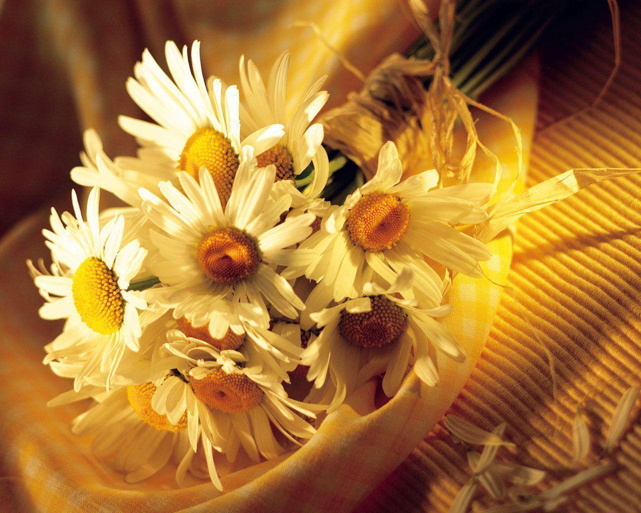 Cool Daisies HD Widescreen Flowers Wallpaper. High Quality PC