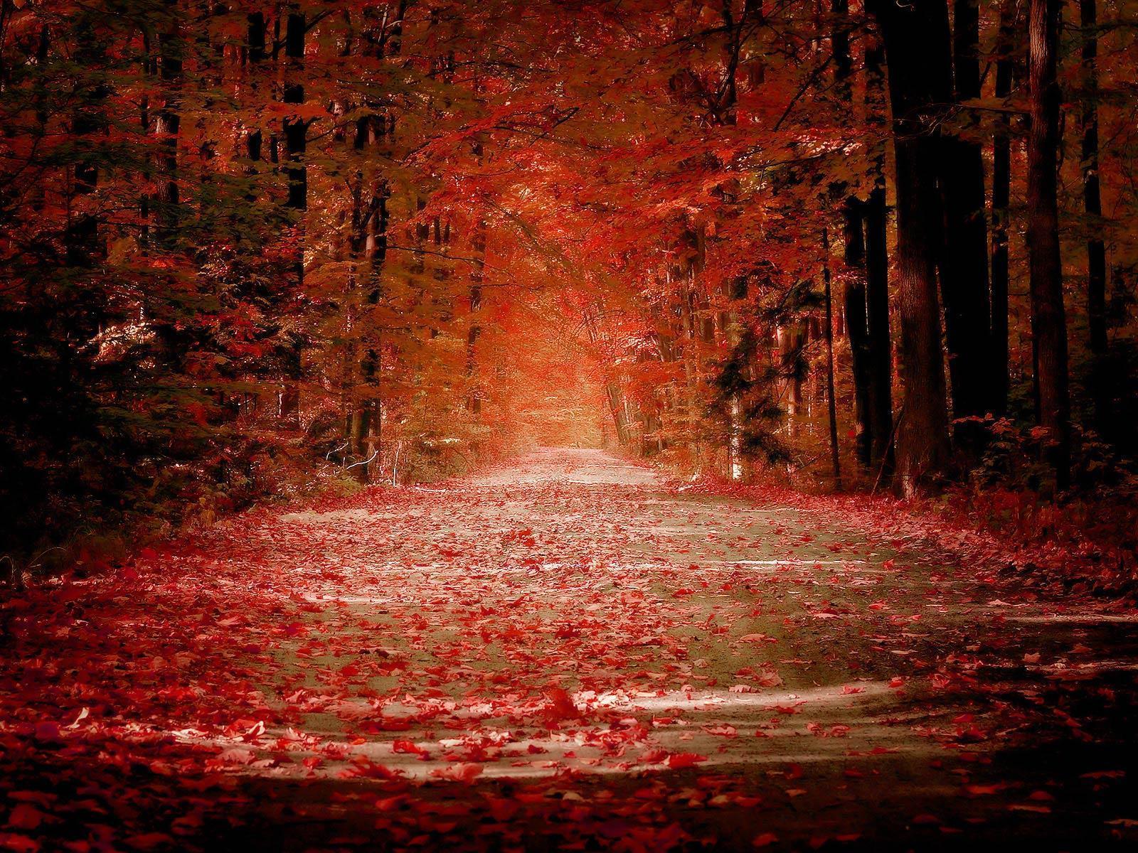 Wallpaper For > Red Fall Leaves Wallpaper