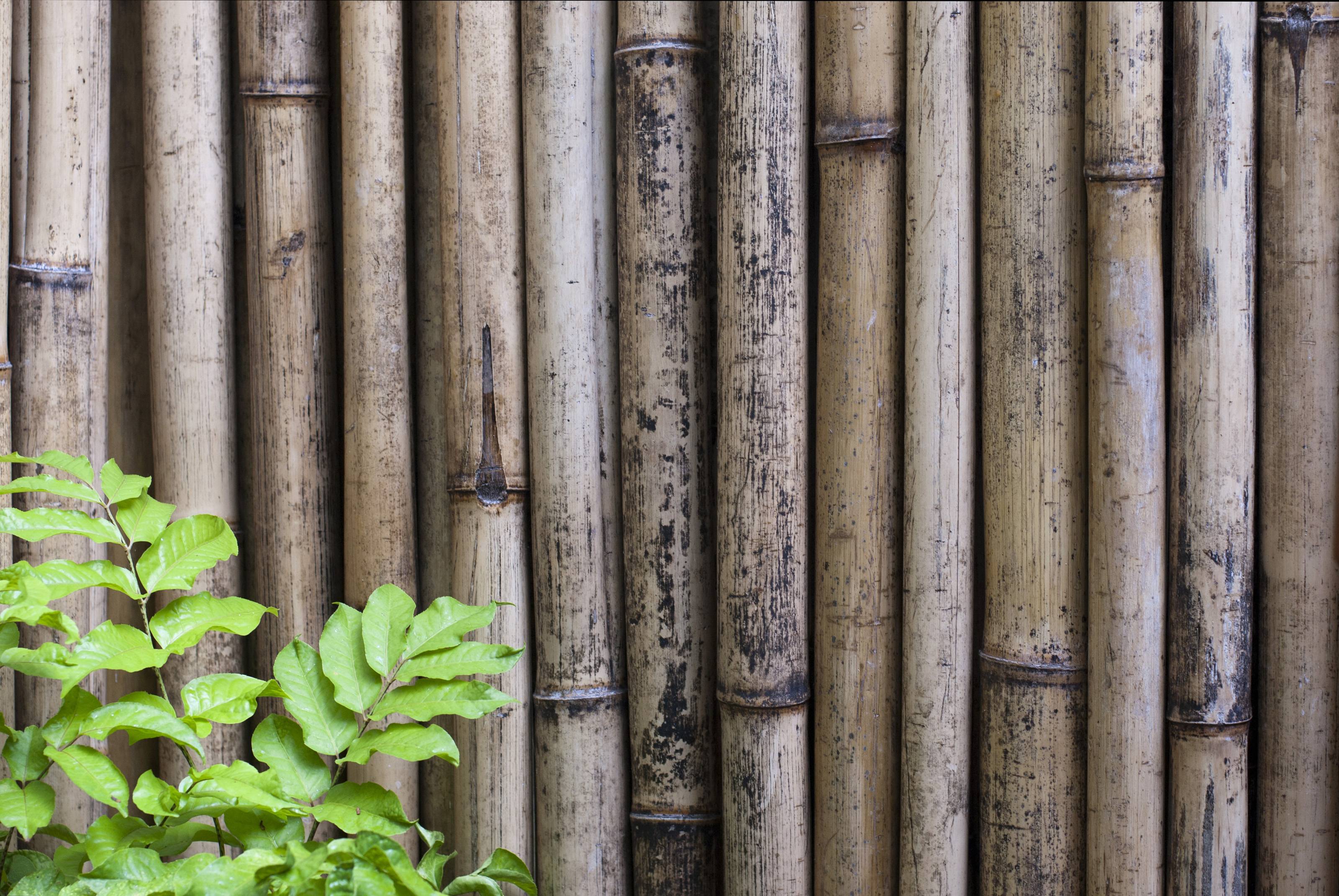 Free 6306 Dried bamboo background
