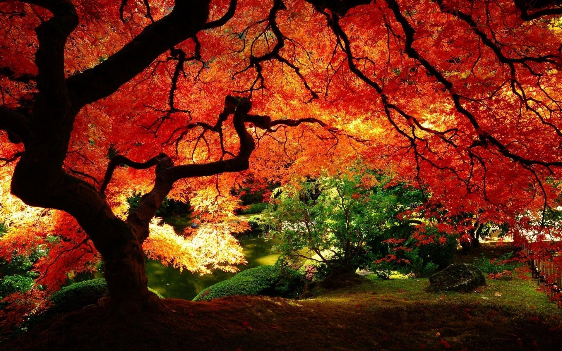 Trees with Red Leaves