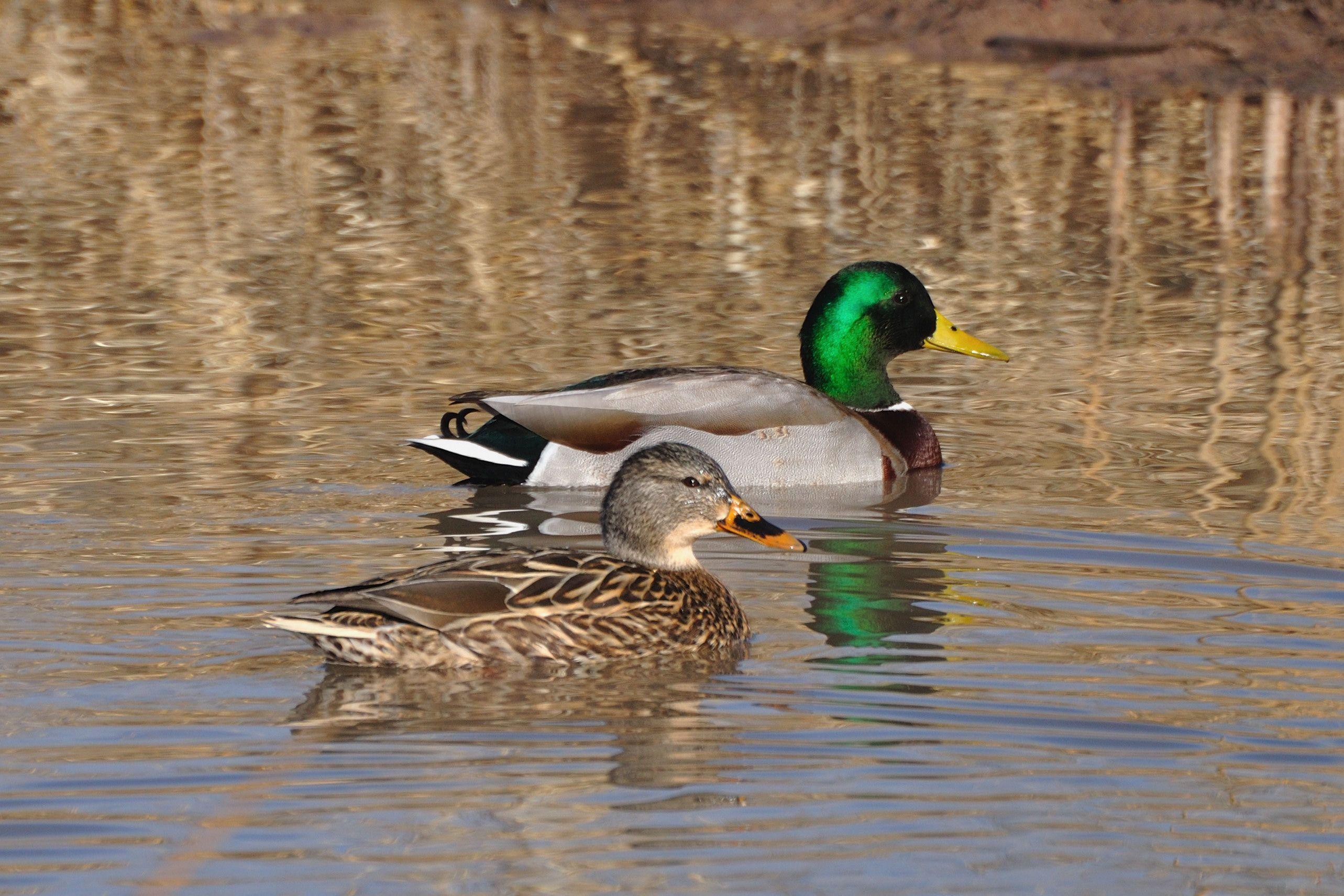 Mallard Wallpapers - Wallpaper Cave