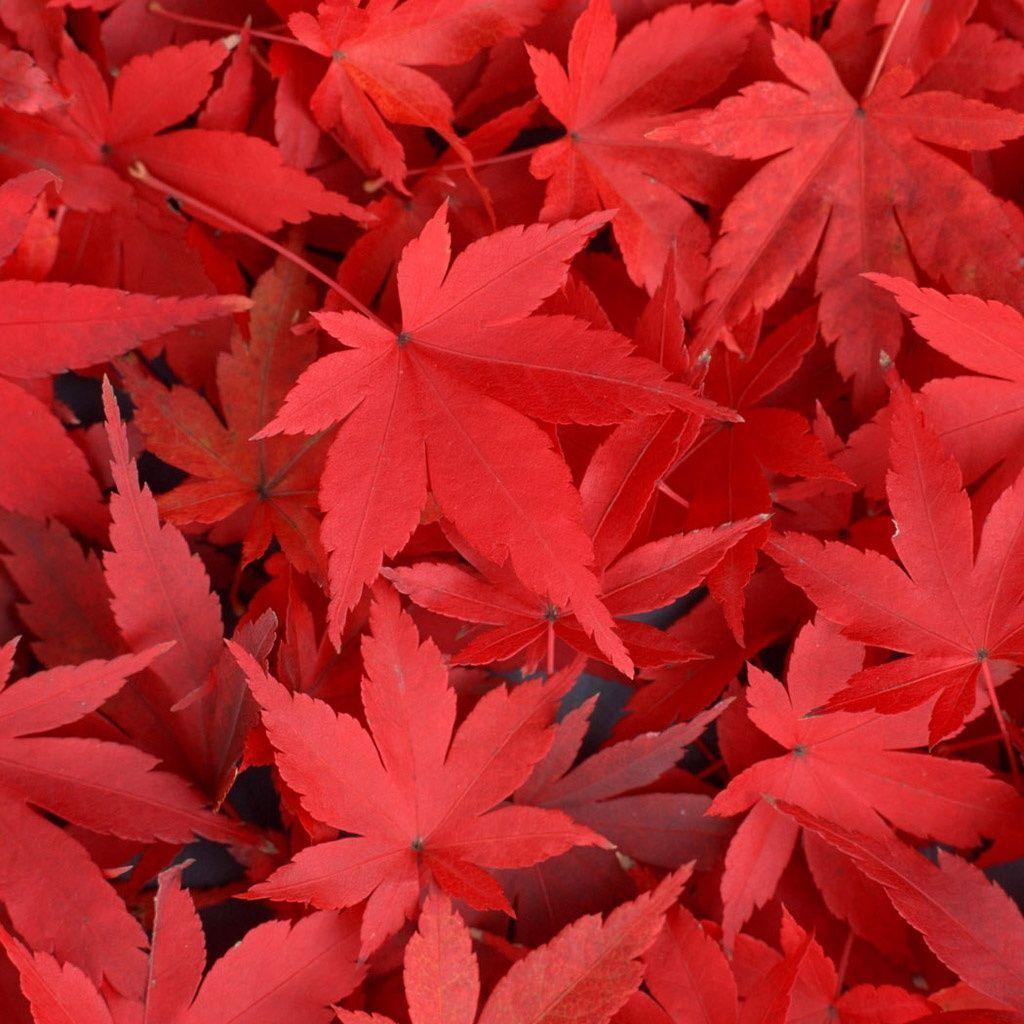 Pix For > Red Maple Leaves Wallpaper