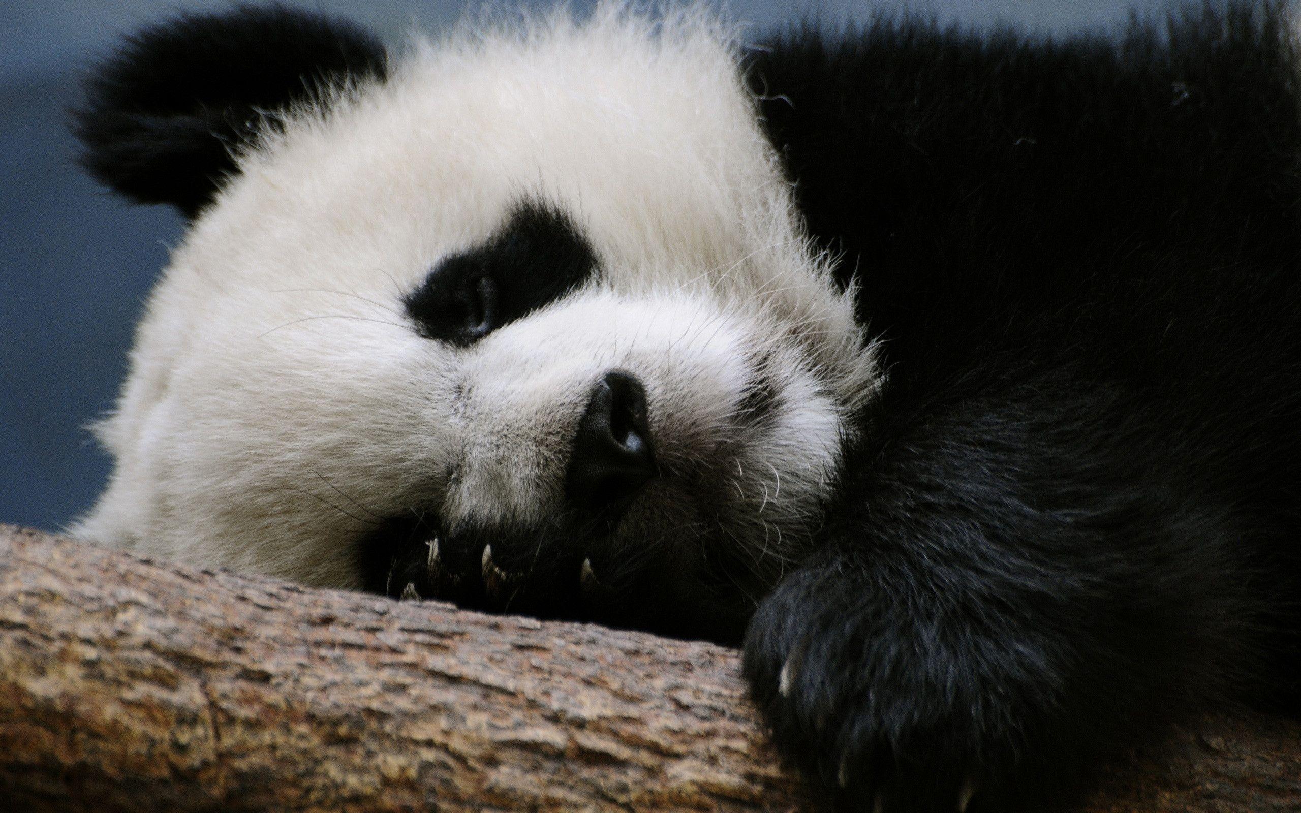 Panda Baby / Animals / Desktop HD, IPhone, IPad Wallpaper