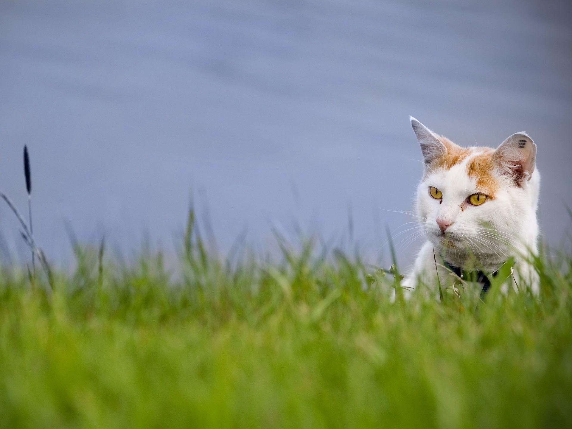 Download Desktop Cats As Hunters Pet Picture Wallpaper. Full HD