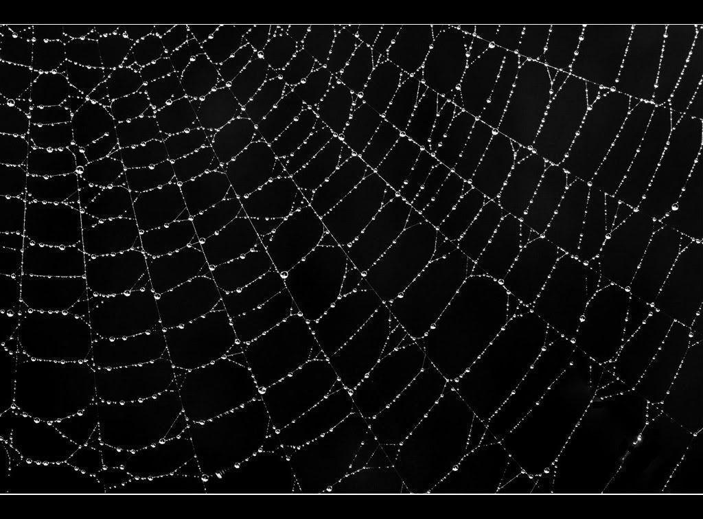 Spider Web 2 Wallpaper and Background