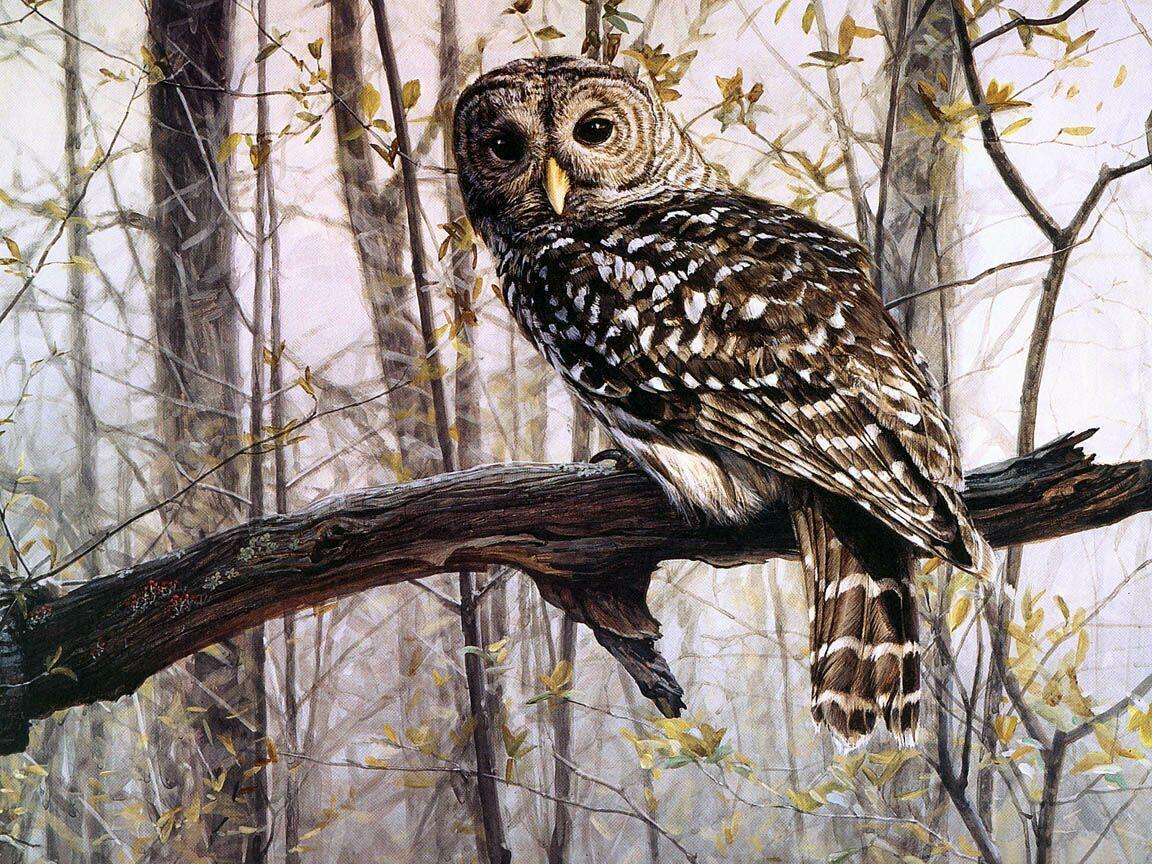 Owl bird wallpaper free desktop background wallpaper image