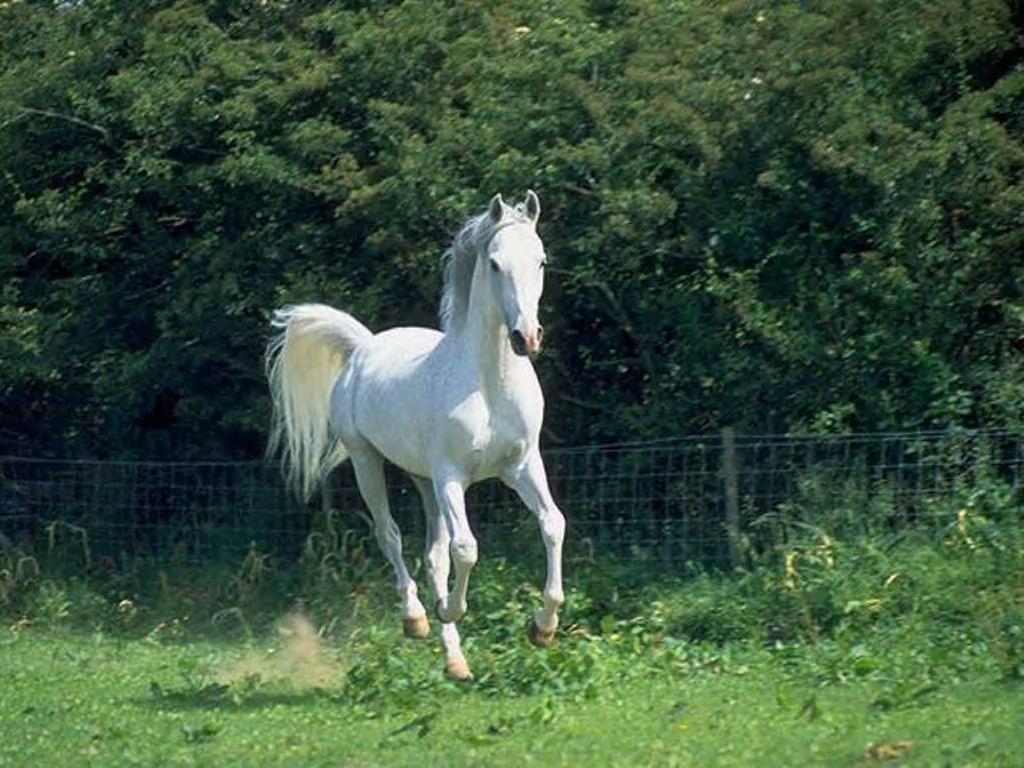 Beautiful Cute White Coloured Horse Picture Wallpaper Running H