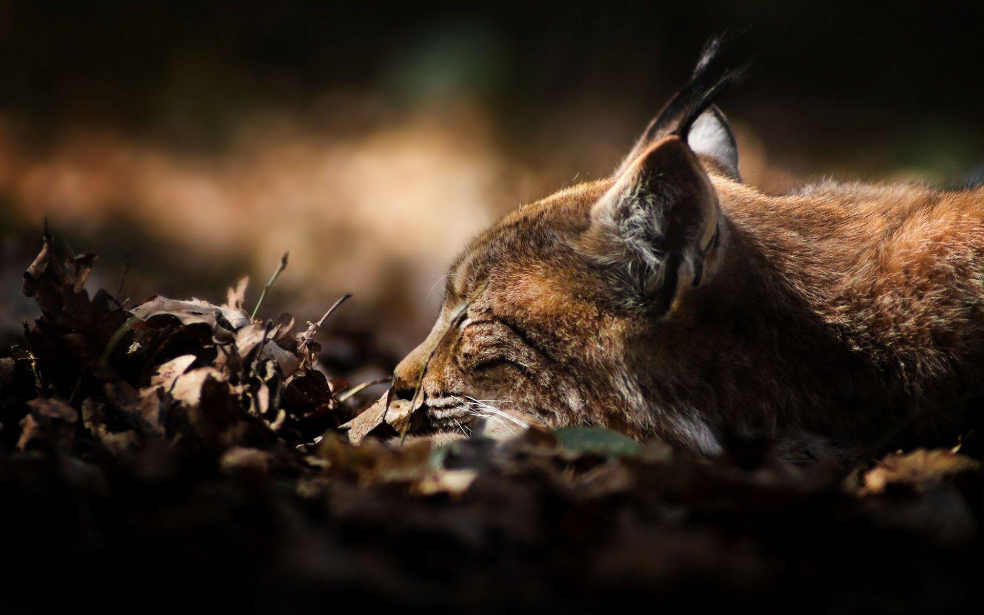 Lynx wild cat / 1920 x 1200 / Animals / Photography. MIRIADNA