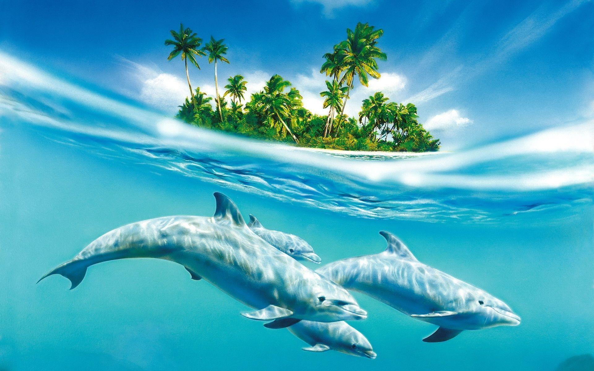 Wallpaper For > Cute Dolphin Wallpaper