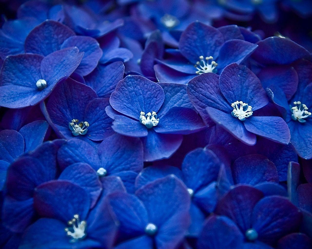 Cute blue flowers wallpaper. HD Wallpaper Source