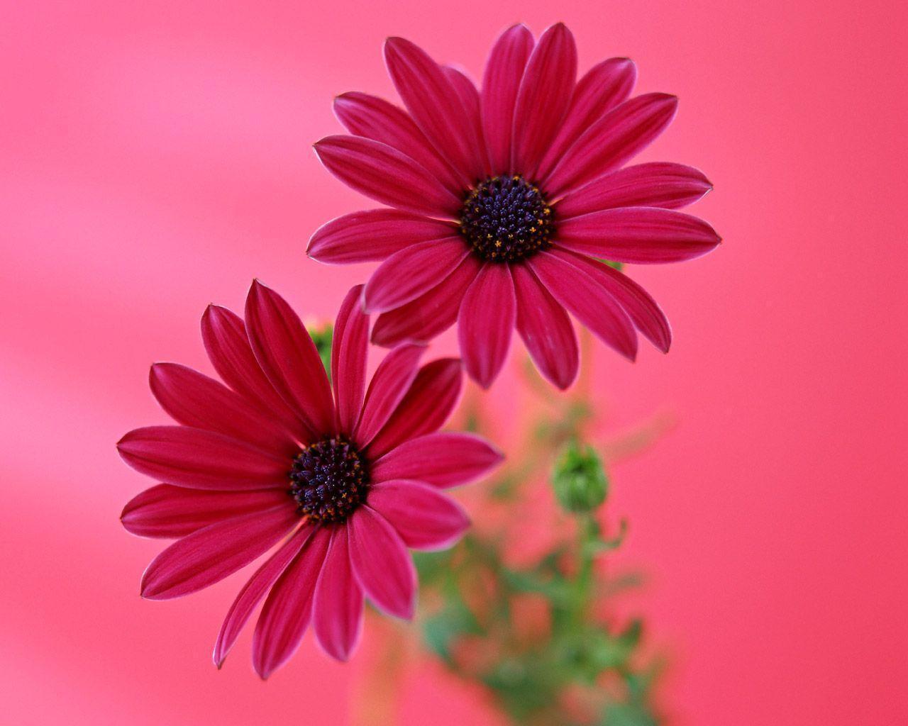 Flowers For > Pink Gerbera Flower Wallpaper