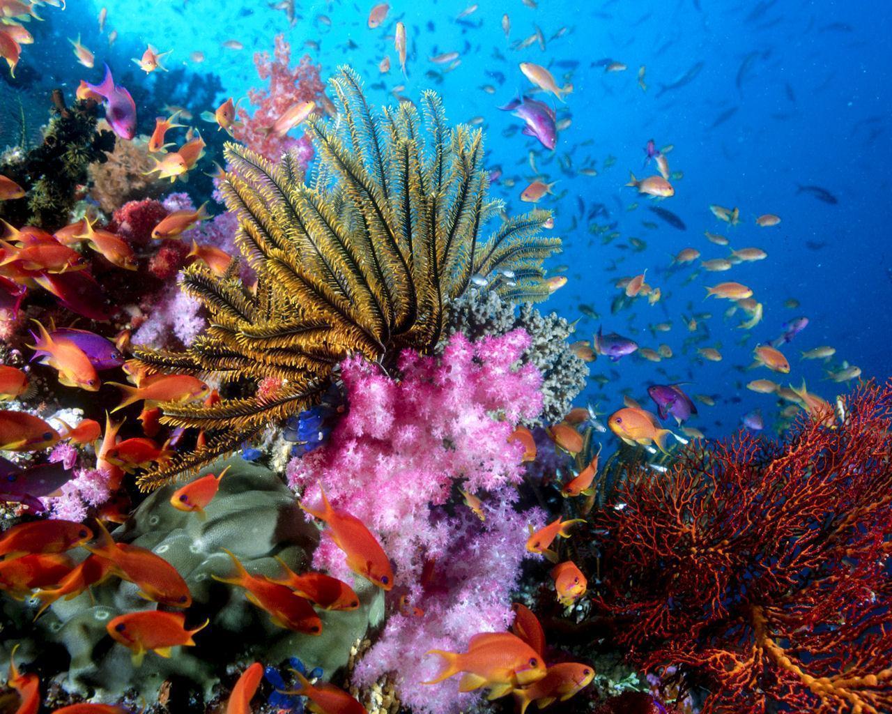Coral Reef Fish Wallpaper Wallpaper Inn