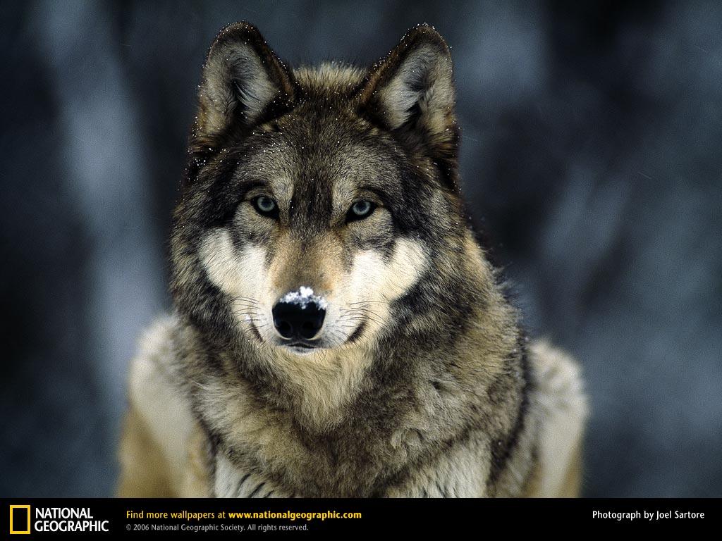 Wolf Picture, Wolf Desktop Wallpaper, Free Wallpaper, Download