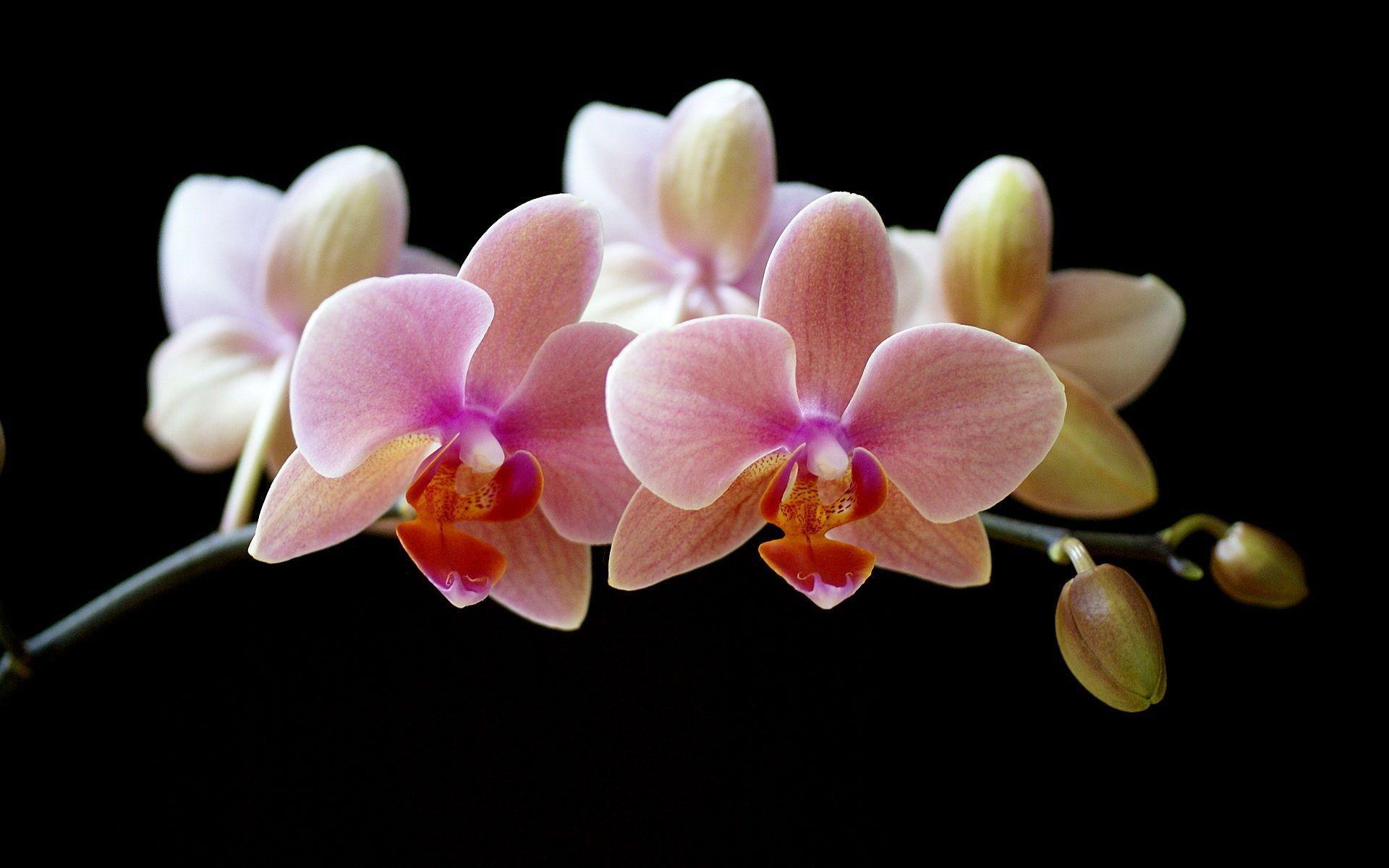 Orchid Flower HD Wallpaper for Desktop & Facts