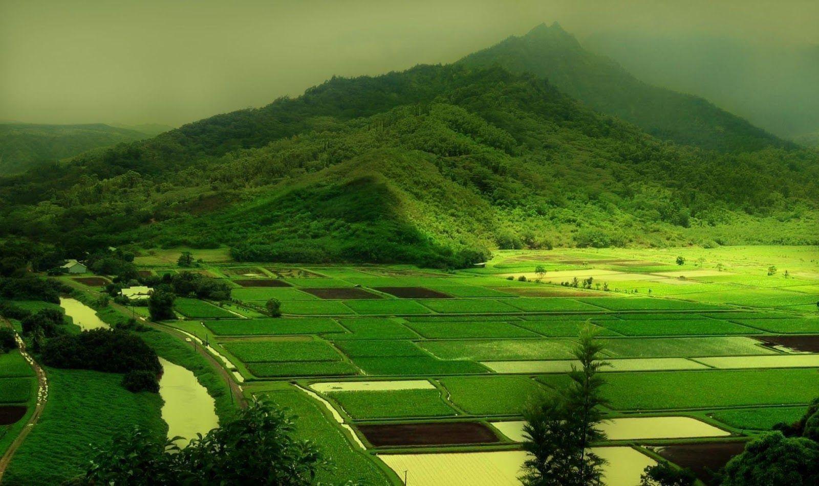 Landscape green hills and meadows HD Wallpaper
