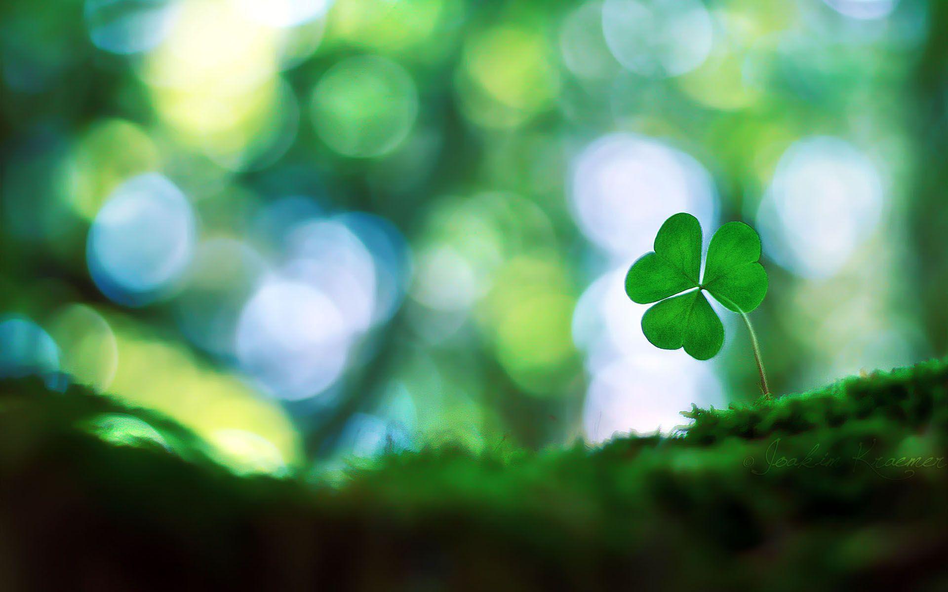 Four Leaf Clover Background Image & Picture