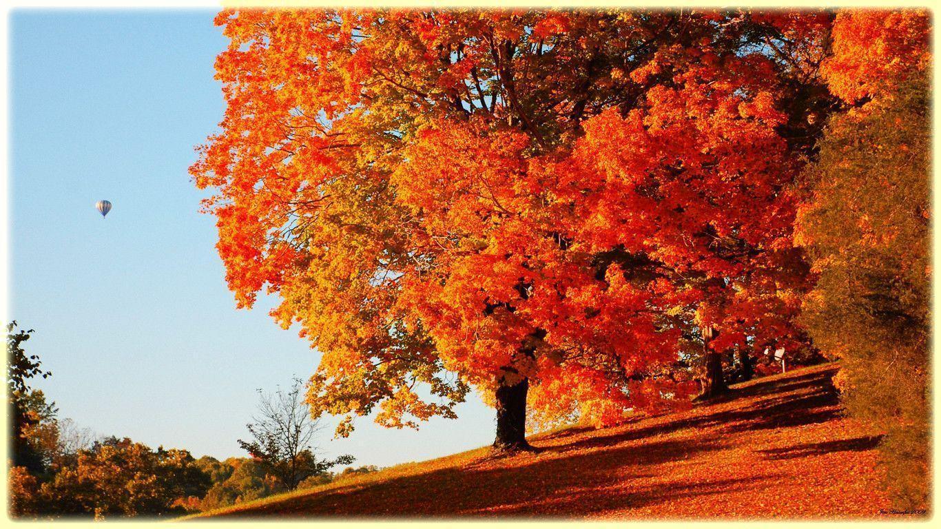 Wallpaper For > Autumn Trees Scenery Wallpaper
