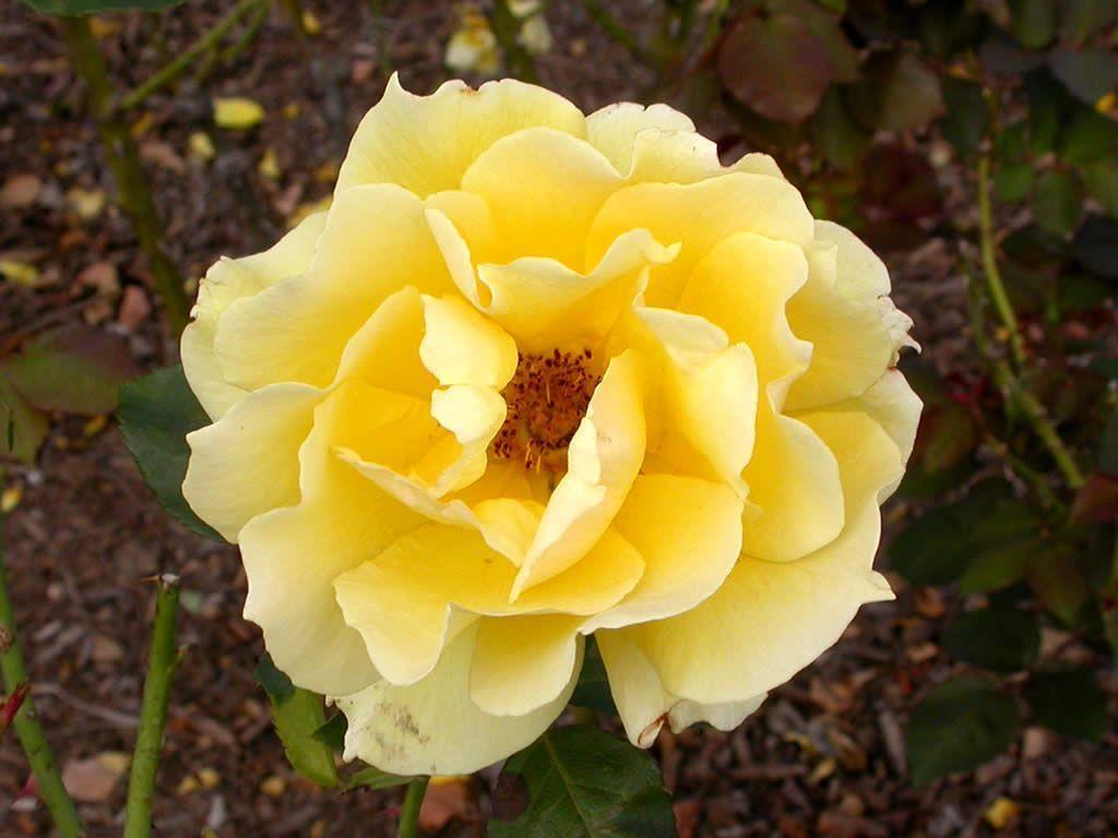 Yellow Rose Flower Wallpaper