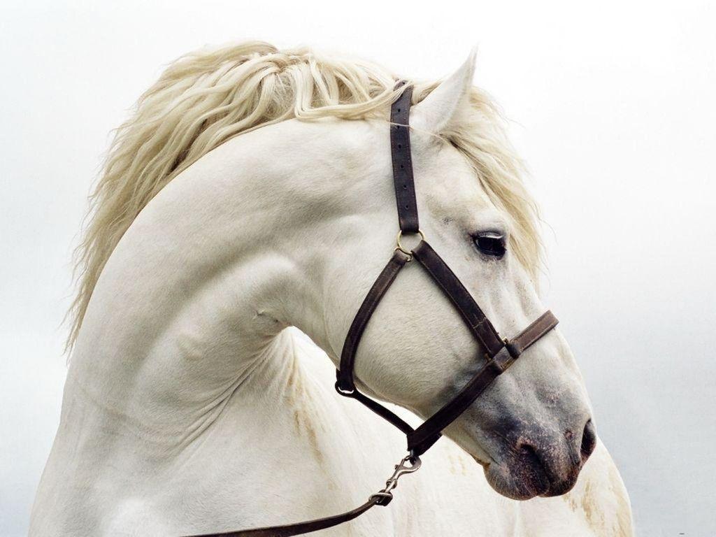Wallpaper For > Beautiful White Horse Wallpaper HD